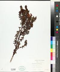 Image result for Hypericum aethiopicum