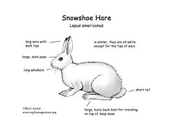26 snow white printable coloring pages for kids. Hare Snowshoe