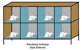 Sebaiknya jangan terlalu renggang karena akan mengakibatkan burung puyuh keluar dari kandang. Kabar Terbaru Cara Menciptakan Sangkar Kelinci Sederhana Kabarterbaru Co