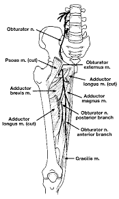Image result for Obturator Nerve Compression