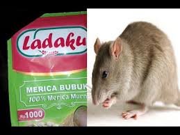 Cara mengusir tikus yang membandel. Cara Ampuh Mengusir Tikus