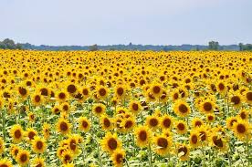 Baunya yang unik sekaligus bermanfaat, menjadikan bunga ini diekstrak. Awalnya Ditanam Sebagai Penghasil Makanan Cari Tahu Fakta Seru Bunga Matahari Yuk Semua Halaman Bobo