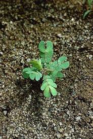 Image result for Biophytum umbraculum