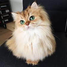 Pictures, videos, articles and questions featuring and about cats. 13 Pics Show British Longhairs Are The Most Gorgeous Breed