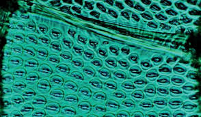 We did not find results for: 5 Holzanatomisches Kolloquium