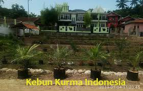Bagi yang ingin menanam sendiri cili, jom cuba petua yang dikongsikan oleh izham alias menerusi kebun bandar: Doa Ketika Memulai Bercocok Tanam Bibit Kurma Kuljar Indonesia