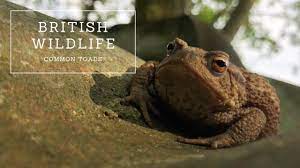 Common Toads | The Complete Guide - Youtube