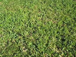 How To Plant Centipede Grass And Caring For Centipede Grass Cesped Artificial Plantas Artificiales Plantas