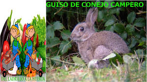 Sube la foto de tu receta de conejo de campo con setas. Como Hacer Guiso De Conejo De Campo Youtube