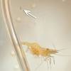 As mentioned previously, ghost shrimp live for around a year, but this can vary depending on the individual and the place of origin. Https Encrypted Tbn0 Gstatic Com Images Q Tbn And9gcruvgkiekjlzhpqk1c0jtm4xhupv6alziw6kpjablalqyhl1k P Usqp Cau