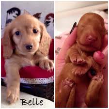 Mini dachshund puppies born 5/19/21. Red Dapple Dachshund Puppies Cheap Online