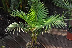 Image result for Raphia australis