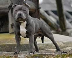 Ch Tornado Boy Blue Staffordshire Bull Terrier Bull Terrier Pitbull Terrier American Pitbull Terrier