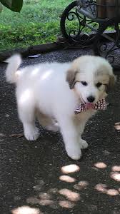 Black And White Great Pyrenees Dog Little Lotte Is Home Great Pyrenees Dog Great Pyrenees Puppies