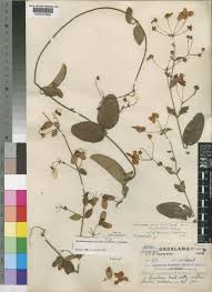 Image result for Sphedamnocarpus pruriens