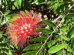 Image result for Calliandra tweedii