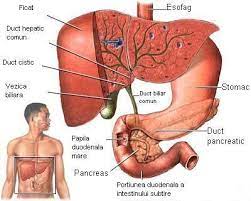 Limba musculoasă are rol în vorbire, masticaţie, degluţie, sensibilitatea gustativă, termică şi. Amg Anatomia Si Fiziologia Omului 29 Glandele Anexe Tubului Digestiv