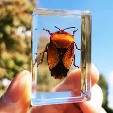 Amazon.com: XXX, espécimen de insecto animal ámbar de resina variada  cangrejo araña escorpión colección de escarabajo ciencia sorpresa regalo  decoración del hogar - (color: 07) : Hogar y Cocina