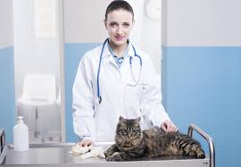 For example, a cat with ascites and a history of trauma (falling from a height, or hit by a car) could have internal bleeding, the fluid in the abdomen being blood, or a ruptured bladder, the fluid being urine. Fluid In Abdomen In Cats Petmd