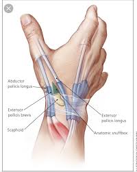 Pin On Anatomy The anatomical snuffbox is a triangular depression found on the radial, dorsal aspect of the hand at the level of the carpal bones. pin on anatomy