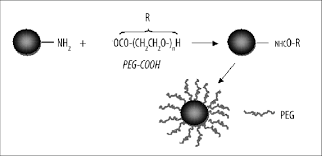 In the review, a brief introduction of the current status in pegylation as a technic was presented, including the principle and methods, the influence on the nature of modified protein, biological optimization, relevant to evaluation and detection of peg modification, and development progress of modified protein. Modification Of The Nanoparticle Surface With Peg Download Scientific Diagram