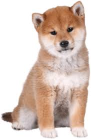 According to google safe browsing analytics, goldenstarfamilypuppies.com is quite a safe domain with no visitor reviews. Shiba Inu Puppies In Canada Hopeful Dreams Family Puppies