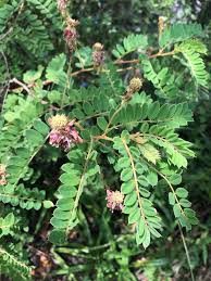 Image result for Indigofera lyallii