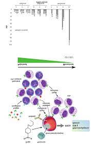 Pure red cell aplasia (prca) is a syndrome defined by a normocytic normochromic anemia with severe reticulocytopenia and marked reduction or the absence of erythroid precursors from the bone marrow 1. Pathogenesis Of Pure Red Cell Aplasia Prca In Our Cohort A Download Scientific Diagram