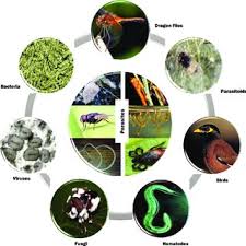 It is difficult for any country alone to combat the pests and diseases; Pdf Biological Control Of Parasites
