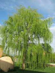 Image result for Salix babylonica