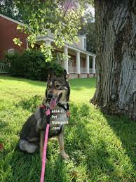 We specialize in door to door,coast to coast animal transportation. Mimi S Pet Transport Usa Safest Private 48hr Ground Transportation