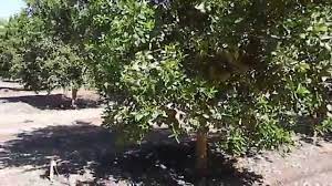 Mar 10, 2019 · to reduce water evaporation from the soil, mulch around and under citrus trees in late spring once the soil has warmed up. Citrus Tree Growing And Mulching Youtube