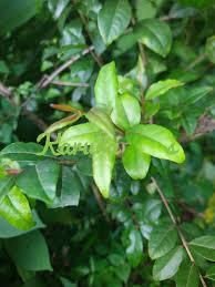 Image result for Olinia rochetiana