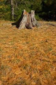 Tree Stumps Are Generally Regarded As Nuisance Tripping Hazards The Unwanted Remains Of An Unwanted Tree However Tree Stump Stump Removal Creative Gardening