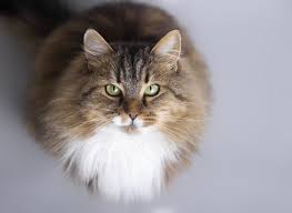 Check spelling or type a new query. Hypoallergenic Cat Breeds Cats You Won T Be Allergic To