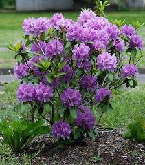 Catawbiense Boursault Rhododendron Oregon State Univ Landscape Plants Plants Trees To Plant Rhododendron