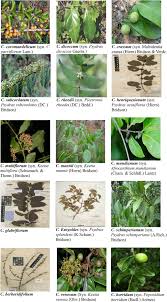 Image result for Rytigynia sp. C