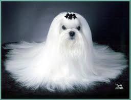 See more of maltese puppies for free adoption. Maltese Great Dog Breeds