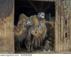 Dromedary camels, which have one hump, and bactrian camels, which have two humps. Family Bactrian Camel Image Photo Free Trial Bigstock