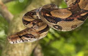 This disease can be transmitted from snake to snake via mites, which carry infected bodily fluids. Boa Constrictor Imperator Vs Red Tailed Boa Constrictor