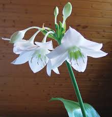 Feel the breath of spring: Urceolina Amazonica Amazon Lily North Carolina Extension Gardener Plant Toolbox
