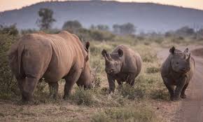 Rhino new york llc (rhino insurance agency in california) (rhino) is a licensed insurance rhino acts as a general agent for one or more insurance carriers. Project Rhino Stop Wildlife Crime