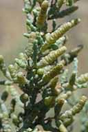 Image result for Halosarcia