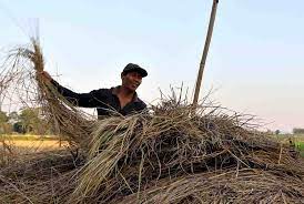 Silase #polbangtan #penyuluhan jerami padi adalah hasil samping dari tanaman padi dan digunakan sebagai sumber pakan. Infopublik Menata Jerami Padi