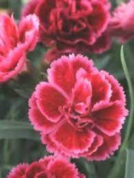 Product Viewer Dianthus Everlast Burgundy Blush Blush Burgundy Dianthus Everlast Everlastx2122 Pro Dianthus Flowers Plants For Small Gardens Flowers