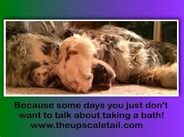 The Upscale Tail Pet Grooming Salon Naperville Il Www Theupscaletail Com Pet Grooming Salon Pet Grooming Grooming Salon