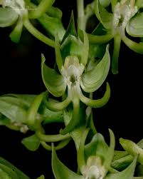 Image result for Habenaria petitiana