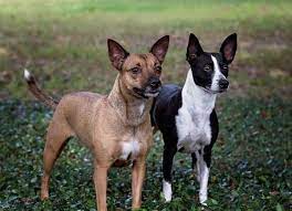 Get To Know The American Hairless Terrier Dare To Go Bare -- Or Not Hairless Dog Terrier Mexican Hairless Dog