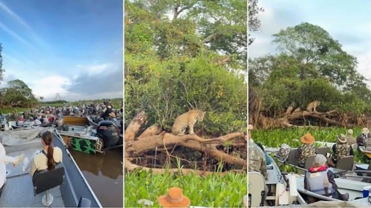 Pantanal tem 'engarrafamento' de barcos com turistas para ver on&ccedil;a-pintada; Veja v&iacute;deo | ROS&Aacute;RIO NEWS