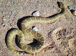 Mohave Green Rattle Snake Very Serious If Bitten Western Diamondback Rattlers Are Hemotoxic Which Destroys Tissu Desert Animals Rattlesnake Outdoor Survival
